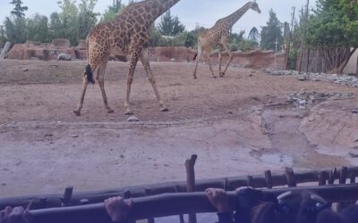 Salidas educativas al Bioparque Buinzoo y Planetario de la Universidad de Santiago de Chile: estudiantes aprenden diversos contenidos interactuando 