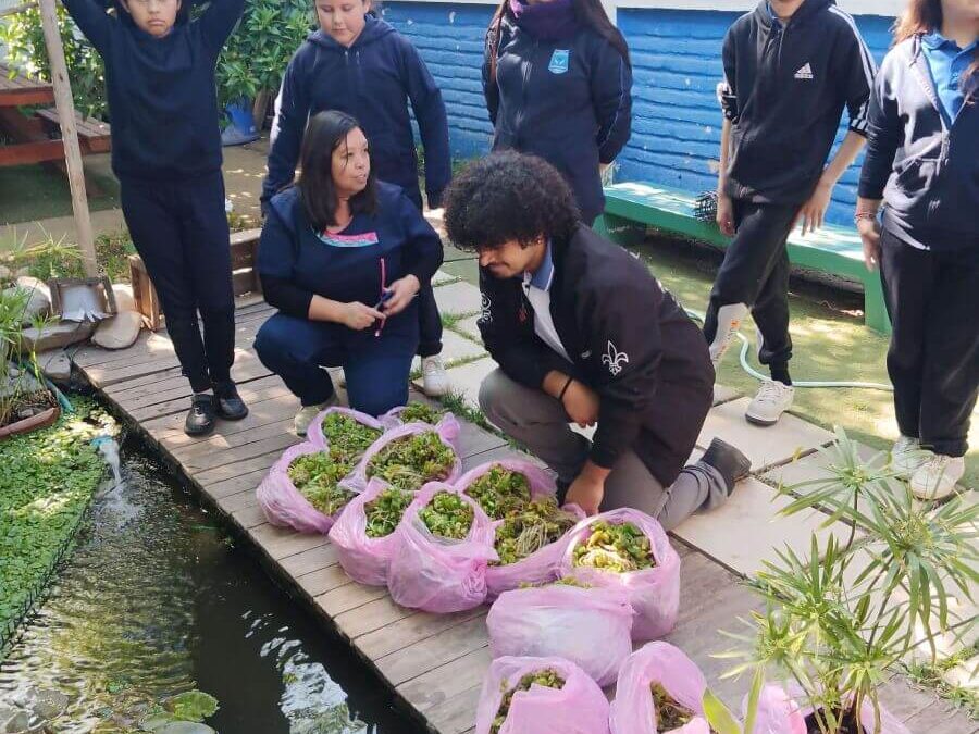 Intercambio de plantas entre comunidades educativas del Liceo Cardenal Caro y el Liceo María Carvajal